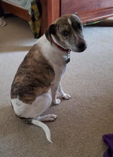 Lost Dog Mixed Breed in TERRELL, TX - Lost My Doggie