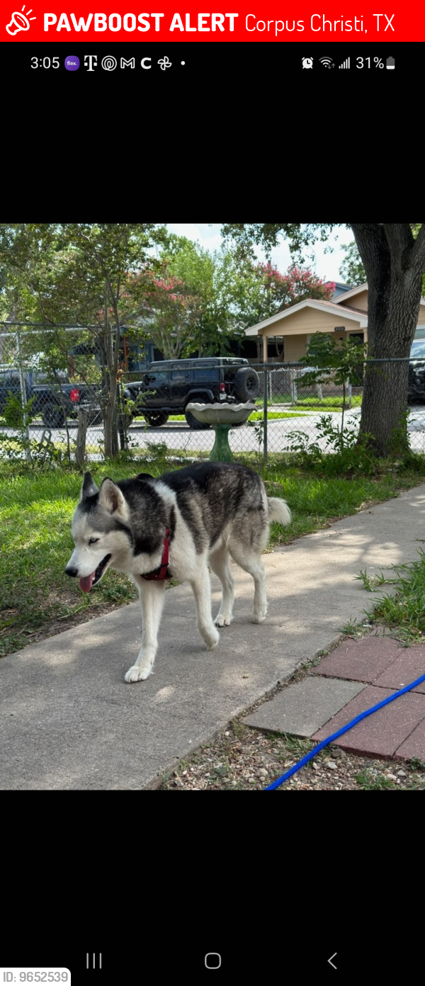 Lost Male Dog last seen Morgan , Corpus Christi, TX 78405