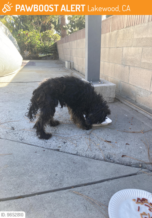 Found/Stray Unknown Dog last seen Near Devlin Ave, Lakewood ca 90715, Lakewood, CA 90715