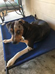 Lost Male Dog last seen Thornwood Dr , San Antonio, TX 78264