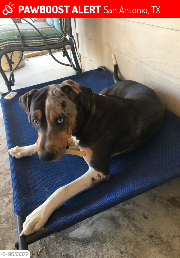 Lost Male Dog last seen Thornwood Dr , San Antonio, TX 78264