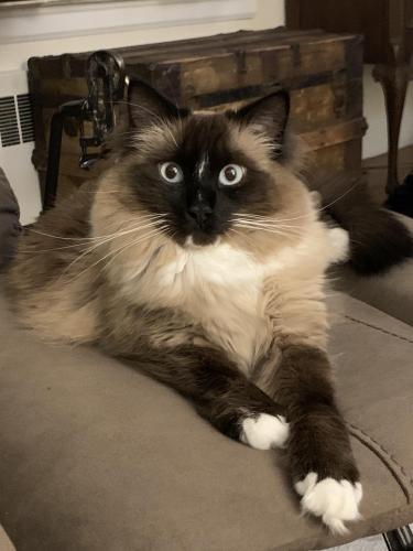 Lost Male Cat last seen Intersection of Maple and Beaver, Milford, MA 01757