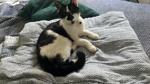 Lost Male Cat last seen nw2 2rt, Greater London, England NW2 2RT