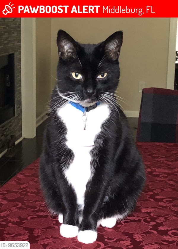 Lost Male Cat last seen Whipstick Trail , Saddlehorn Trail and Peasant Run Trail, Middleburg, FL 32068