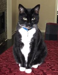 Lost Male Cat last seen Whipstick Trail , Saddlehorn Trail and Peasant Run Trail, Middleburg, FL 32068