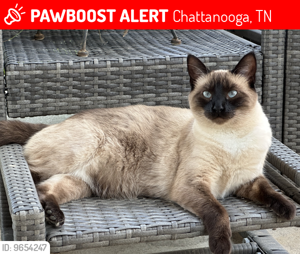 Lost Female Cat last seen Jenkins Rd & Igou Gap , Chattanooga, TN 37421