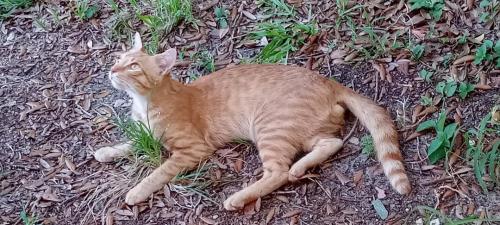 Lost Male Cat last seen Village Townhouses of Pompano Beach, in woods near train tracks, Pompano Beach, FL 33060