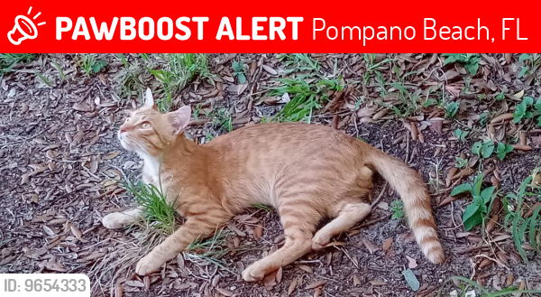 Lost Male Cat last seen Village Townhouses of Pompano Beach, in woods near train tracks, Pompano Beach, FL 33060