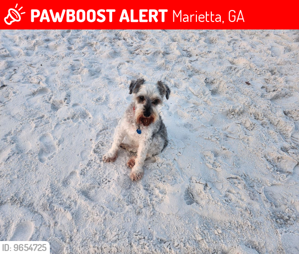 Lost Female Dog last seen East Cobb, Forest Brook Sub, Lower Roswell Road Roswell Rd, Marietta, GA 30068