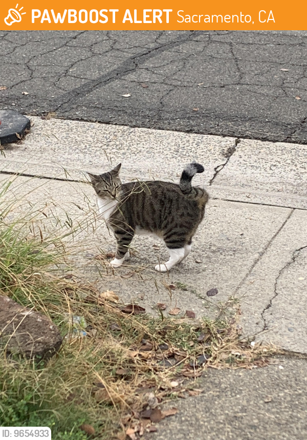 Sacramento, CA Stray Cat Found Near Greenback. | PawBoost