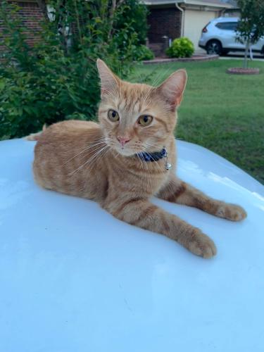 Lost Male Cat last seen Heritage trace , Keller, TX 76244
