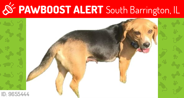 Lost Female Dog last seen IL Route 59 and Algonquin Rd , South Barrington, IL 60010