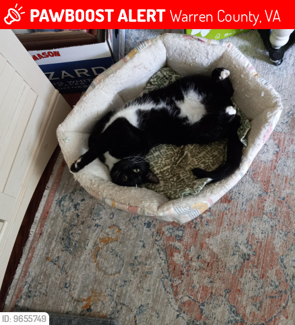Lost Male Cat last seen , Warren County, VA 22630