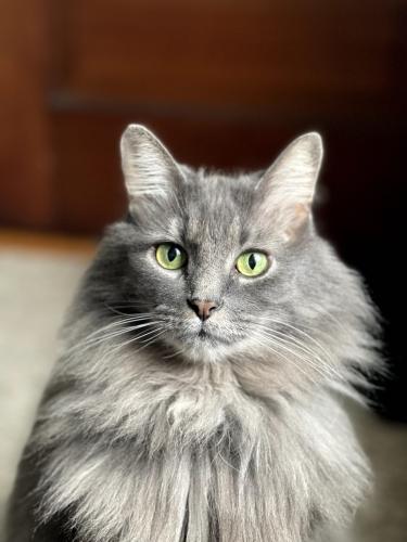 Lost Female Cat last seen Thomas and Syndicate , Saint Paul, MN 55104