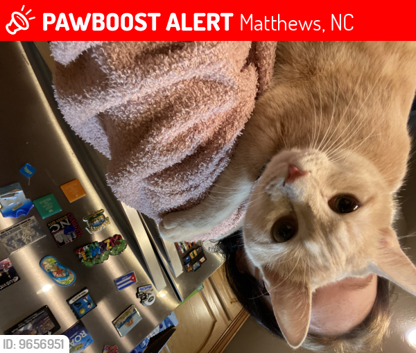 Pawboost sales found cats