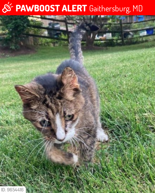 Lost Male Cat last seen Whetstone Drive , Gaithersburg, MD 20886