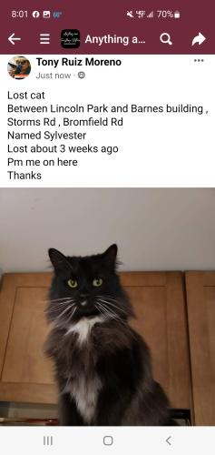 Lost Male Cat last seen Lincoln Park Kettering ohio Kettering Fairmont high school , Kettering, OH 45429