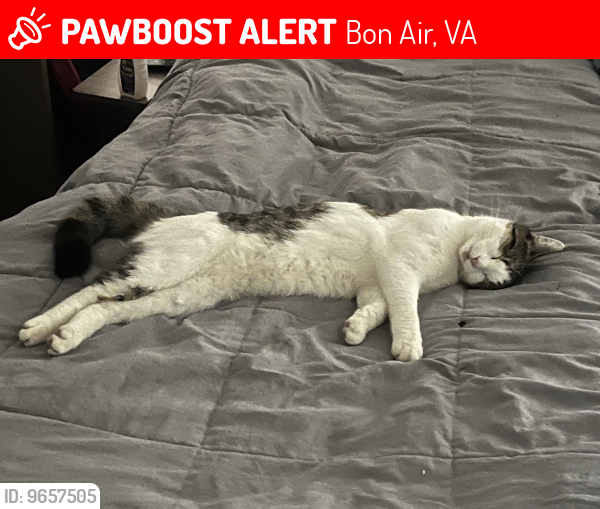 Lost Male Cat last seen Robious road, Bon Air, VA 23235