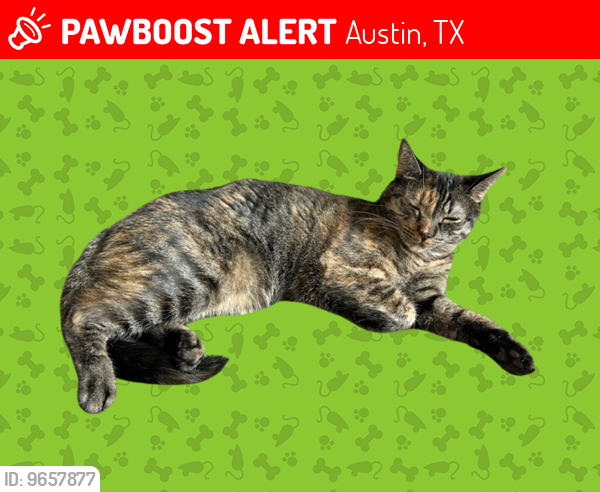 Lost Female Cat last seen Leaning Rock Circle and Bel Mountain , Austin, TX 78730