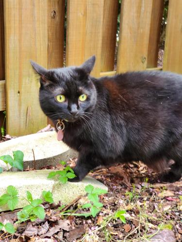 Lost Female Cat last seen Boxcar Sq and Iron Horse Terrace , Sterling, VA 20166