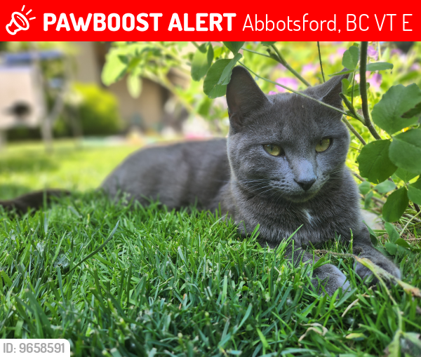 Lost Female Cat last seen George Ferguson and tretheway, Abbotsford, BC V2T 4E6