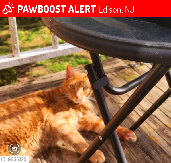 Lost Male Cat last seen Parkwood Gardens, Edison, NJ 08837