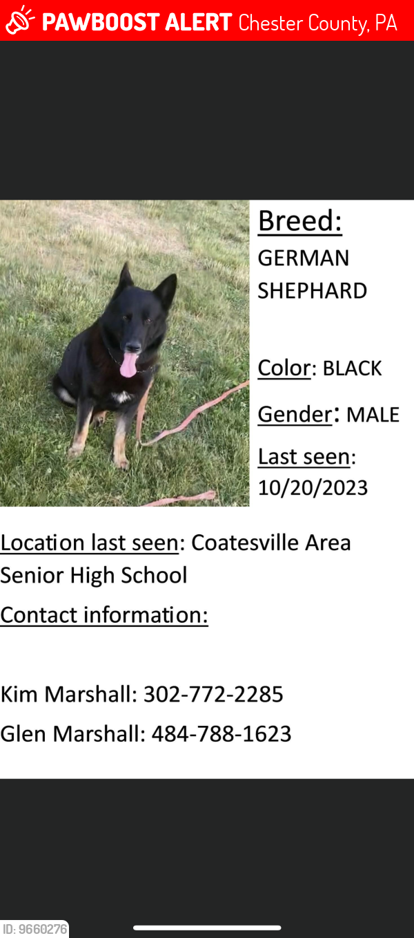 Lost Male Dog last seen Route 30, Chester County, PA 19320