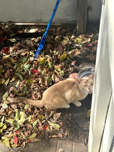 Found/Stray Unknown Cat last seen 14th and R Street NW, Washington, DC 20009