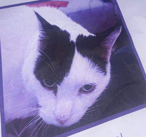 Lost Male Cat last seen Costco  , Washington, DC 20018