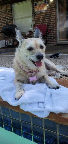 Lost Female Dog last seen Allendale Rd. right behind Concord at Allendale Apts., Houston, TX 77017