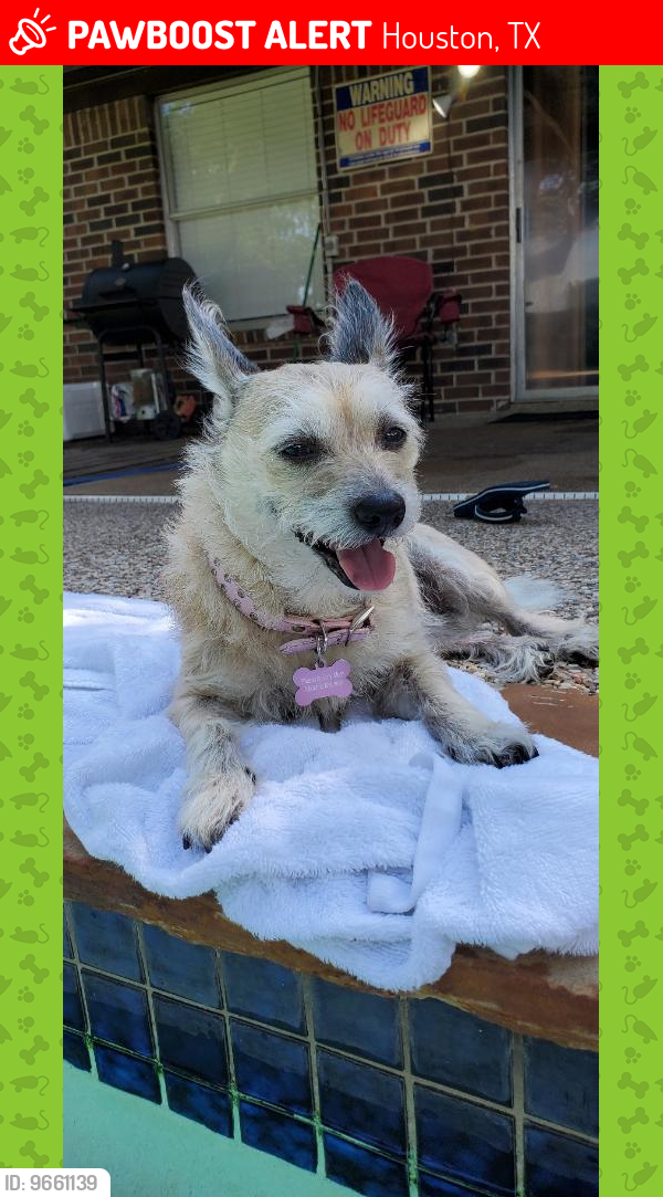 Lost Female Dog last seen Allendale Rd. right behind Concord at Allendale Apts., Houston, TX 77017