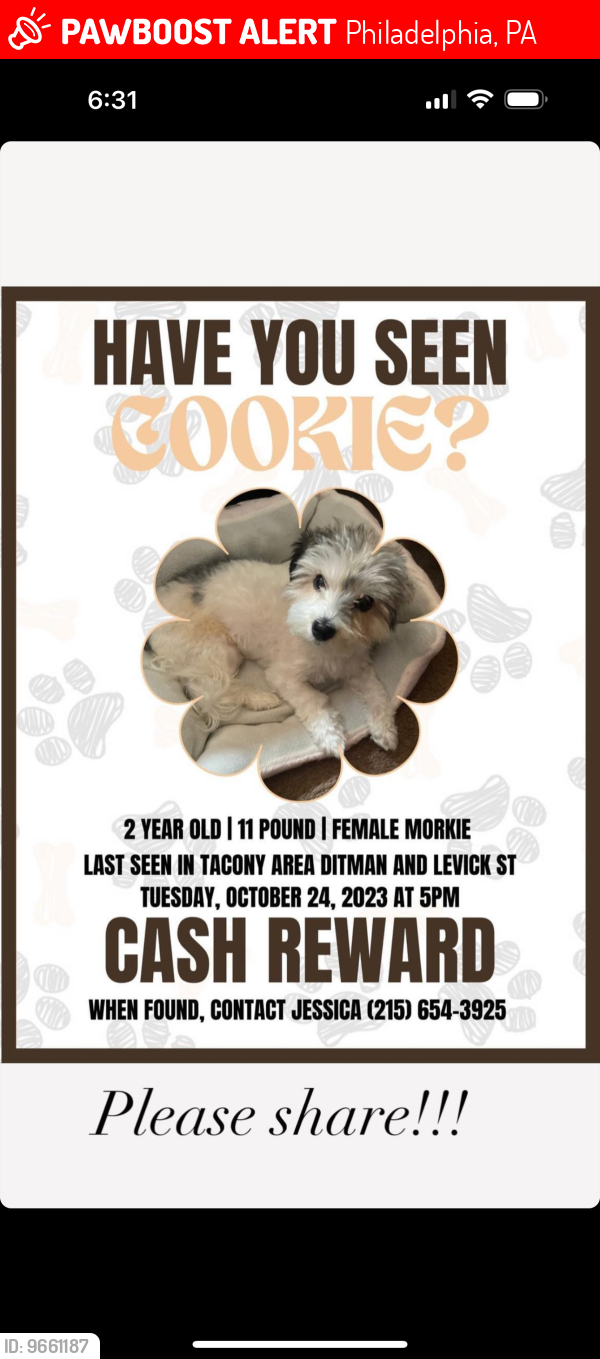 Lost Female Dog last seen Ditman and Levick , Philadelphia, PA 19135