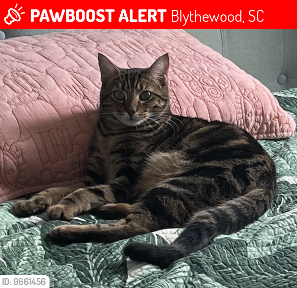 Lost Male Cat last seen Langford Crossing neighborhood on Langford Rd., Blythewood, SC, Blythewood, SC 29016