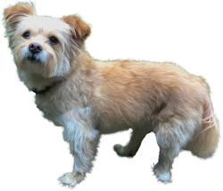 Lost Female Dog last seen 12th Ave S and S 124th St, Burien, WA 98168