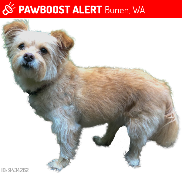 Lost Female Dog last seen 12th Ave S and S 124th St, Burien, WA 98168