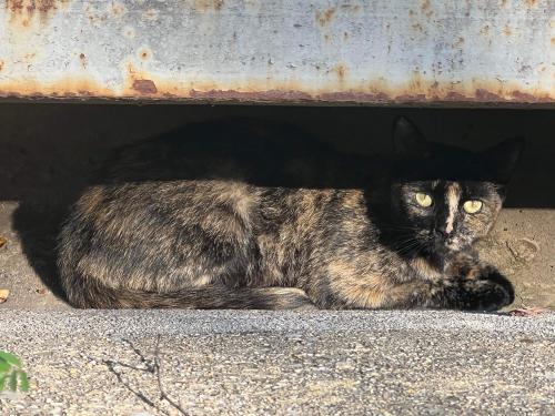 Found/Stray Female Cat last seen Near Fallsgrove Dr, Rockville, MD, Rockville, MD 20850