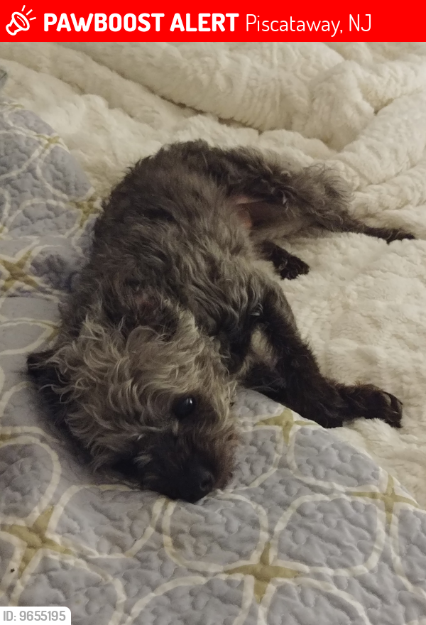 Lost Female Dog last seen My , Piscataway, NJ 08854