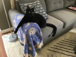 Lost Male Cat last seen Elk Grove Blvd and Bruceville, Elk Grove, CA 95758