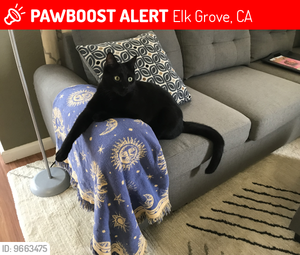 Lost Male Cat last seen Elk Grove Blvd and Bruceville, Elk Grove, CA 95758