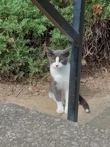 Lost Male Cat last seen Bell Rd at Avana Collins Creek apmts , Nashville, TN 37013