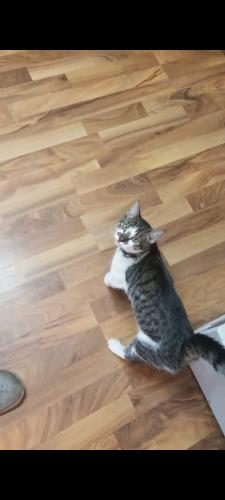 Lost Female Cat last seen Delmar and Beverly , Hammond, IN 46324