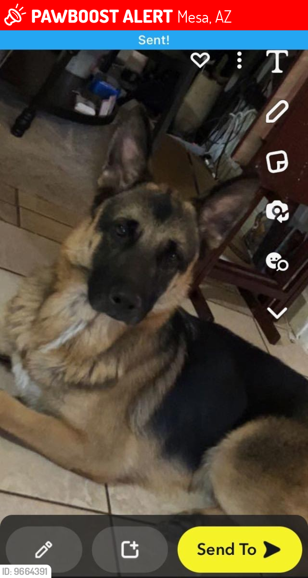 Mesa, AZ Lost Male Dog, Kain Is Missing | PawBoost