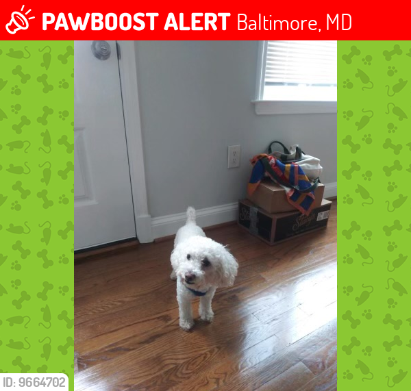 Lost Male Dog last seen Fenwick and Winford Rd, 21239, Baltimore, MD 21239