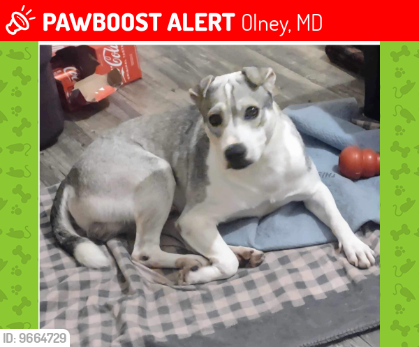 Lost Male Dog last seen Spartan Road and Prince Phillip Drive in Olney MD, Olney, MD 20832