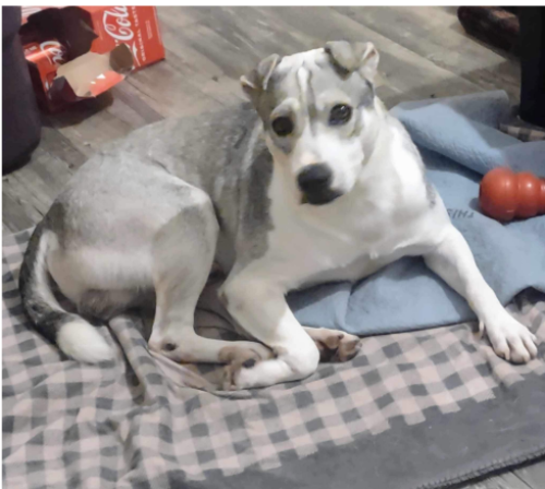 Lost Male Dog last seen Spartan Road and Prince Phillip Drive in Olney MD, Olney, MD 20832