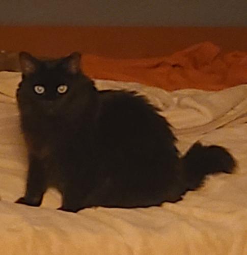 Lost Female Cat last seen N El Frio Court and Dos Rios Dr. In Dos Rios Community. Close to 117th and Pinnacle Peak Rd., Dos Rios, AZ 85373