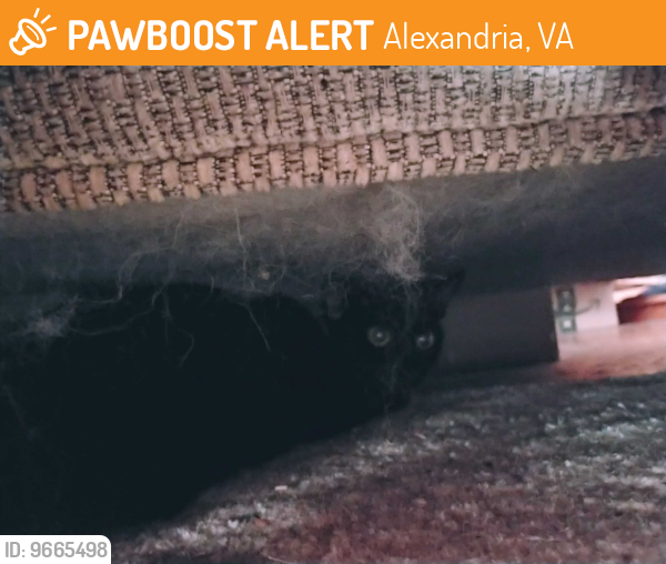 Found/Stray Female Cat last seen Dawes Avenue , Alexandria, VA 22311