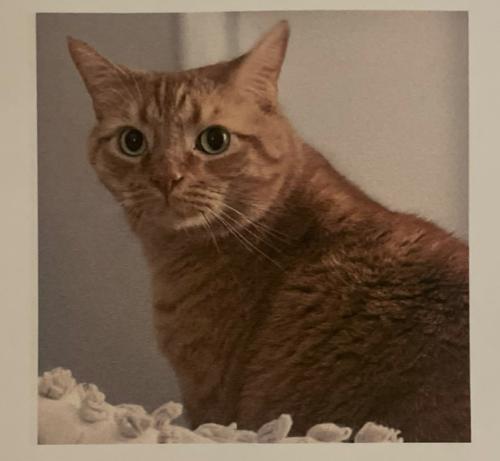 Lost Male Cat last seen Mt Tabor and Due West Rd, Dallas, GA 30157