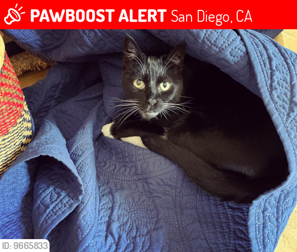 Lost Male Cat last seen Near Cypress Avenue, San Diego, CA 92103