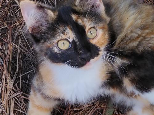 Lost Female Cat last seen Old Hickory flt Rd Decatur TN 37322 and Reeces Rd, Meigs County, TN 37322